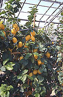 Invernadero para cultivo de ctricos ornamentales en Pistoia (Italia), en los viveros de                  O.Tintori, dedicados exclusivamente a la produccin de este tipo de plantas. //   11. Greenhouse for the cultivation of ornamental citrus species at the O. Tintori nurseries in Pistoia (Italy), devoted exclusively to the production of this type of plants.